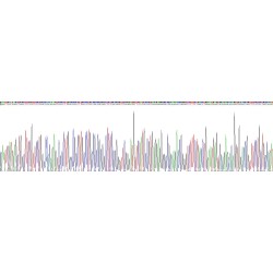 Human Ribonuclease H (RNASEH) Protein