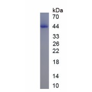 SDS-PAGE analysis of recombinant Human Transcription Factor SOX-1 (SOX1) Protein.