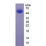 SDS-PAGE analysis of recombinant Mouse Stanniocalcin 1 Protein.