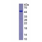 SDS-PAGE analysis of recombinant Rat Steroid 5 Alpha Reductase 1 (SRD5a1) Protein.