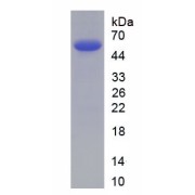 SDS-PAGE analysis of recombinant Mouse Surfactant Protein A1 (SFTPA1) Protein.