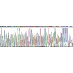 Human Synaptophysin (SYP) Protein