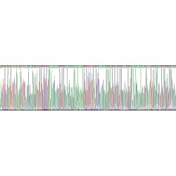 Mouse Alpha Synuclein (SNCA) Protein