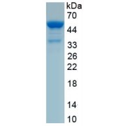 SDS-PAGE analysis of recombinant Dog TF Protein.