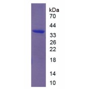 SDS-PAGE analysis of recombinant Mouse Transferrin Receptor Protein 2 (TFR2) Protein.