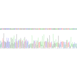 Human WNT Inhibitory Factor 1 (WIF1) Protein