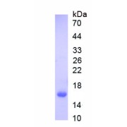SDS-PAGE analysis of recombinant Mouse Fatty Acid Binding Protein 4, Adipocyte (FABP4) Protein.