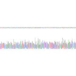 Human Hepcidin (HAMP) Protein (Active)