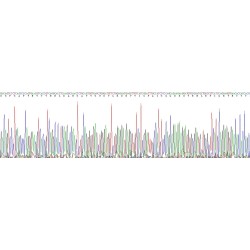 Human Fibronectin Type III Domain Containing Protein 5 (FNDC5) Protein