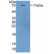WB analysis of recombinant Mouse ASPN, using ASPN antibody (<a href="https://www.abbexa.com/index.php?route=product/search&search=abx129435" target="_blank">abx129435</a>). SDS-PAGE analysis of Asporin (ASPN) Protein (Active).