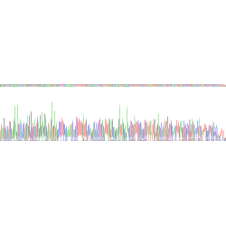 SARS-CoV-2 Spike Protein