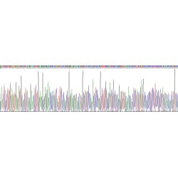 Human Neurofilament, Light Polypeptide (NEFL) Protein