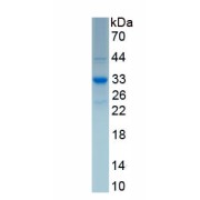 SDS-PAGE analysis of recombinant Human SEPP1 Protein.