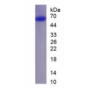 SDS-PAGE analysis of recombinant Mouse IL27 Protein.