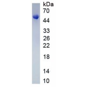 SDS-PAGE analysis of recombinant Mouse PPP3CB Protein.