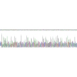 Human Vascular Endothelial Growth Factor 165 (VEGF165) Protein