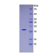 SDS-PAGE analysis of recombinant Human Vascular Endothelial Growth Factor 165 Protein (Active).