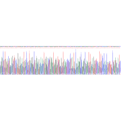 Human BPI Fold-Containing Family A Member 2 (BPIFA2) Protein