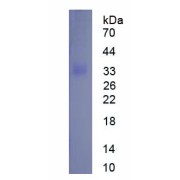 SDS-PAGE analysis of recombinant Human BPIFA2 Protein.