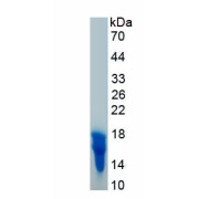 SDS-PAGE analysis of recombinant Galectin 1 Protein.