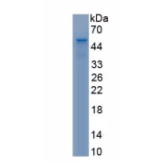 SDS-PAGE analysis of recombinant Pig Vascular Endothelial Growth Factor C (VEGFC) Protein.