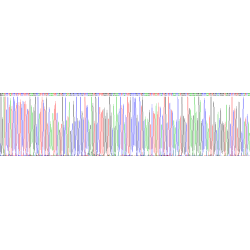 Mouse Sphingomyelin Phosphodiesterase (SMPD1) Protein (Active)