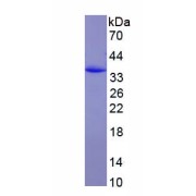 SDS-PAGE analysis of recombinant Mouse Sphingomyelin Phosphodiesterase 3 (SMPD3) Protein.