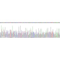 Human Aspartate Aminotransferase (AST) Protein (Active)