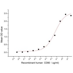 Human T-lymphocyte activation antigen CD80 / B7-1 (CD80) Protein (Active)