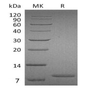 SDS-PAGE analysis of recombinant Human Secretoglobin Family 3A, Member 2 (SCGB3A2) Protein.