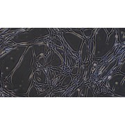 Morphology of Canine Aortic Endothelial Cells from P0 generation.