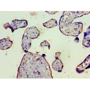 IHC-P analysis of human placenta tissue, using Complement C4 Gamma Chain Antibody (1/100 dilution).