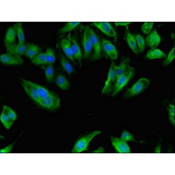 Inactive N-Acetylated-Alpha-Linked Acidic Dipeptidase-Like Protein 2 (NAALADL2) Antibody