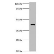 Western blot analysis of Mouse stomach tissue, using Haptoglobin Precursor / Zonulin Antibody (2 µg/ml) and Goat Anti-Rabbit IgG Antibody (1/10000 dilution). Predicted band size: 39, 46 kDa. Observed band size: 46 kDa.