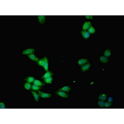 Indoleamine 2,3-Dioxygenase 1 (IDO1) Antibody