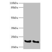 Western blot analysis of (1) A549 whole cell lysates and (2) mouse heart tissue, using IFNA14 antibody (2 µg/ml) and goat anti-rabbit polyclonal secondary antibody (1/10000 dilution). Predicted band size: 23 kDa, Observed band size: 23 kDa.