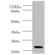 Western blot analysis of mouse liver tissue using IFNA2 antibody (2 µg/ml)