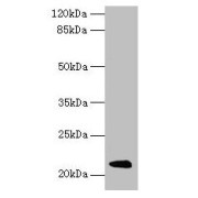 WB analysis of mouse liver tissue, using MUP11 antibody (2 µg/ml). Predicted band size: 21 kDa, observed band size: 21 kDa.