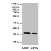 Western blot analysis of cow milk beta-lactoglobulin at (1) 100 µg/ml, and (2) 10 µg/ml, using LGB antibody (2 µg/ml) and goat anti-rabbit IgG secondary antibody (1/15000 dilution). Predicted band size: 18 kDa, Observed band size: 18 kDa.