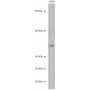 WB analysis of A375 cells, using ANGPTL3 antibody (1/1000 dilution).
