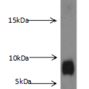 Western blot analysis of K-562 cells subjected to SDS-PAGE, with S100A8 Antibody (dilution 1:1000).