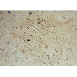 Phosphatidylinositol-3-Phosphatase SAC1 (SACM1L) Antibody