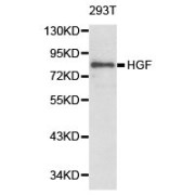 WB analysis of 293T cell line lysates.