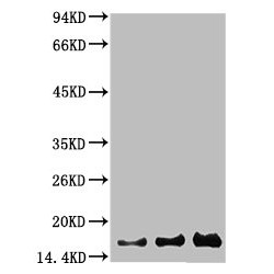 Baculoviral IAP Repeat-Containing Protein 5 (BIRC5) Antibody