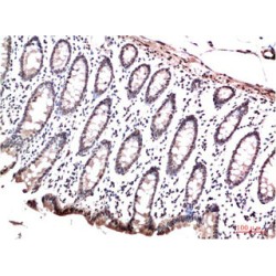 Chromobox Protein Homolog 3 (CBX3) Antibody
