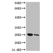 Western blot analysis of GFP transfected Hela, using GFP antibody at (1) 1/5000 dilution, (2) 1/10000 dilution.