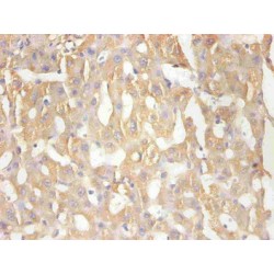 Retinol-Binding Protein 4 (RBP4) Antibody