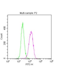 Nestin (NES) Antibody