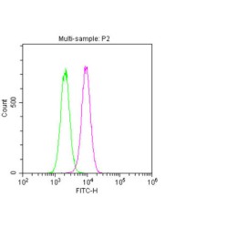 Nestin (NES) Antibody