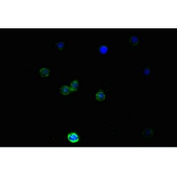 Nestin (NES) Antibody